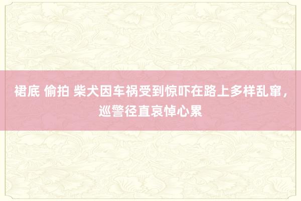 裙底 偷拍 柴犬因车祸受到惊吓在路上多样乱窜，巡警径直哀悼心累