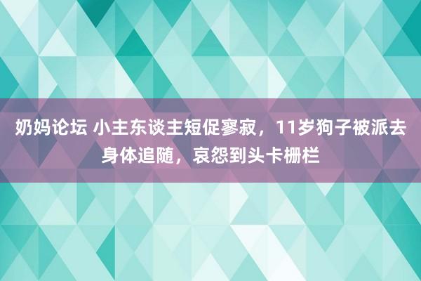 奶妈论坛 小主东谈主短促寥寂，11岁狗子被派去身体追随，哀怨到头卡栅栏